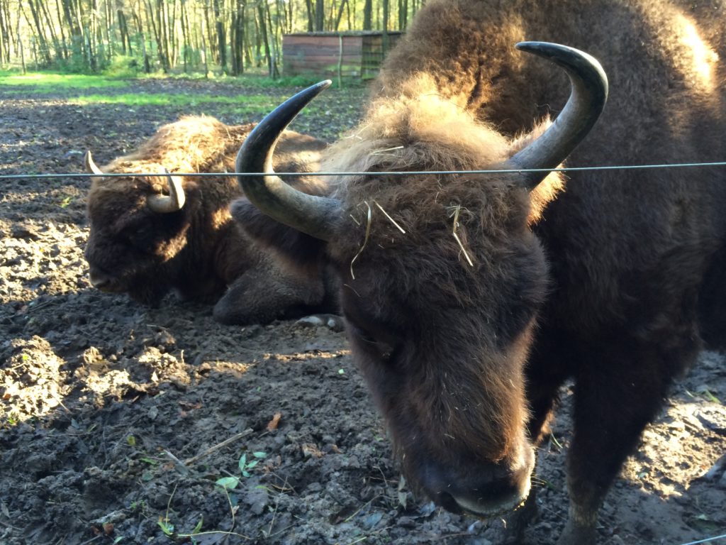 2014-10-19 11-12-13 Biotopwildpark Anholter Schweiz