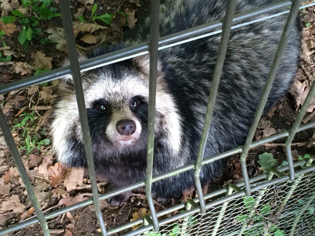 2014-10-19 11-48-54 Biotopwildpark Anholter Schweiz