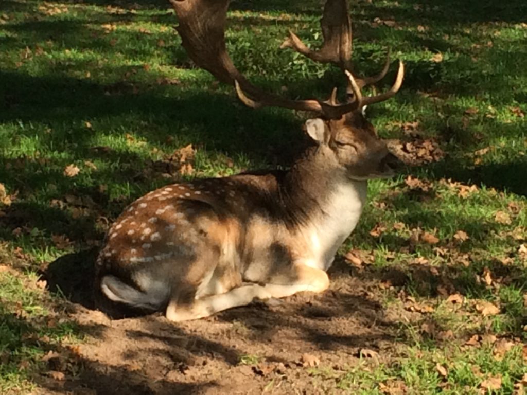 2014-10-19 12-22-01 Biotopwildpark Anholter Schweiz